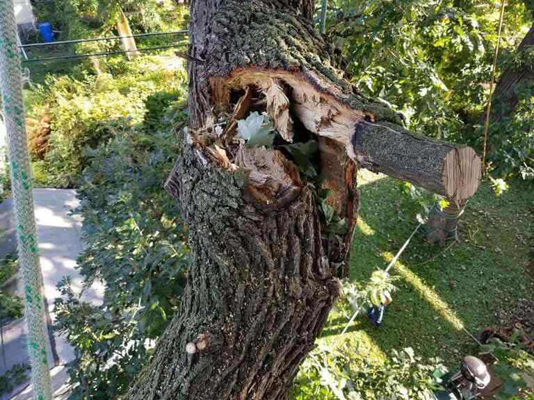 Broken limb removal service in White Bear Lake MN