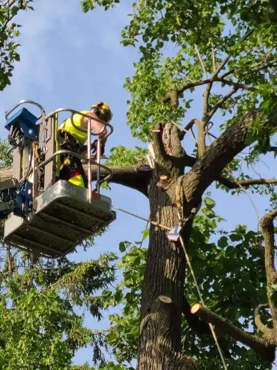 Mike from A Cut Above tree service on a job site in White Bear Lake MN