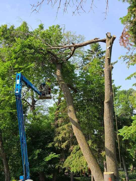 Tree removal service in White Bear Lake MN