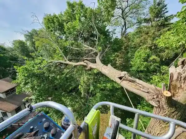 Tree removal service in White Bear Lake